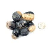 Petrified Palm Tree Tumbled Stones